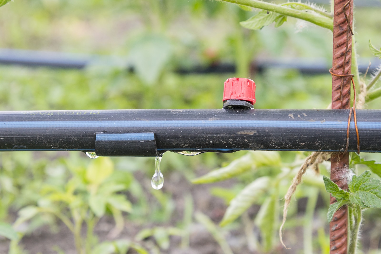 What Is Drip Irrigation? Pro Sprinklers Systems