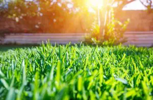 spring lawn care tips